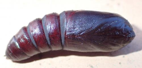Phalera bucephala